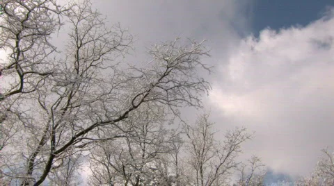 HD Bare winter trees with frozen twigs  Stock-Footage 742011
