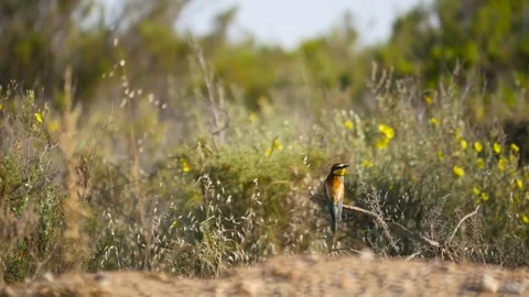 HD. Beautiful image of a bee-eater perched on a branch near the ground. Stock Footage 75928763