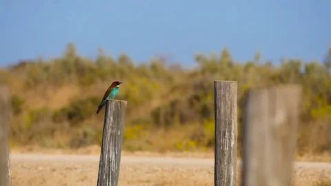 HD. Beautiful image of a bee-eater perched on a wooden stick looking for prey Stock-Footage 75928779