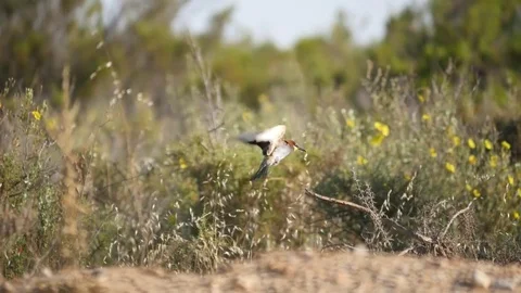 HD. Beautiful image of a bee-eater reaching a branch with a bee at the beak Stock Footage 75928781