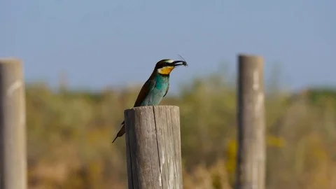 HD. Beautiful image of a bee-eater perched on a wooden stick with a bee on beak Stock Footage 75928792