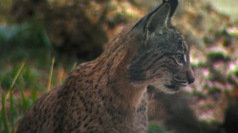 HD Beautiful image of the face of an Iberian lynx (Lynx pardinus) Stock Footage 85817175