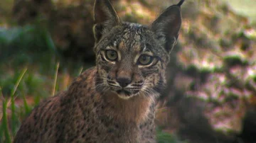HD Beautiful image of the face of an Iberian lynx (Lynx pardinus) Stock Footage 85817201