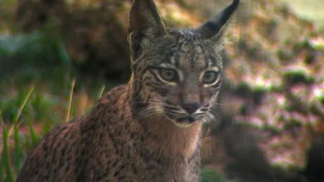 HD Beautiful image of the face of an Iberian lynx (Lynx pardinus) Video stock 85817229