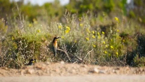 HD. Beautiful image of two bee-eaters Stock Footage 75928752