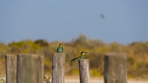 HD. Beautiful image of two bee-eater perched on a wooden stick Stock Footage 75928791