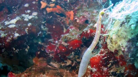 Hd Beautiful Pipe fish Close up slowly moving Stock Footage 78512962