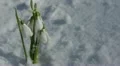 HD Beautiful Snowdrop Flowers in Snow, Spring Season, Cold Mountain Forest HD Footage