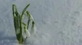 HD Beautiful Snowdrop Flowers in Snow, Spring Season, Cold Mountain Forest HD Footage