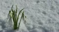 HD Beautiful Snowdrop Flowers in Snow, Spring Season, Cold Mountain Forest HD Footage