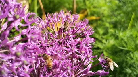 Hd bee on flowers slowmotion (480) 스톡 동영상 155451438