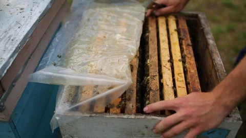 HD Beekeeper opens beehouse with full of frames of honeycomb Stock-Footage 97525254