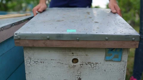 HD Beekeeper opens the beehouse's cover to take honey out of it Video stock 97525466