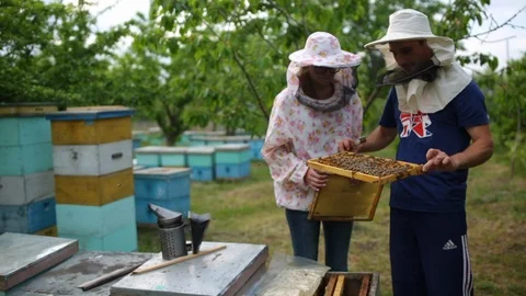 HD Beekeepers hold a frame of honeycomb Vidéo 97525243