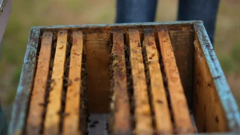 HD Beekeepers takes out a frame of honeycomb out of beehouse and shows it Vidéo 97525326