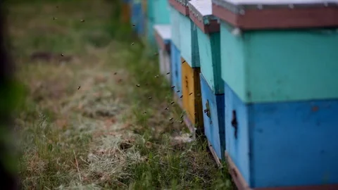 HD Bees flying in and out of hives. Swarm of bees at the entrance of beehive. Stock-Footage 97525077