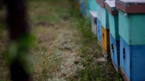 HD Bees flying in and out of blue hives. Swarm of bees at the entrance of Vidéo 97525101