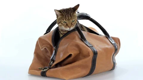 HD Bengal cat getting out of a travel bag Video stock 87103567