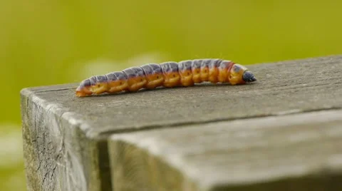 HD - Big caterpillar Stock Footage 8576034