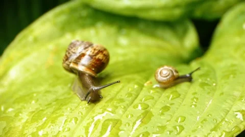 HD - Big Snail Video stock 7741157