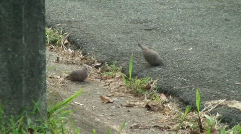 HD Birds feeding in gutter Stock Footage 734430