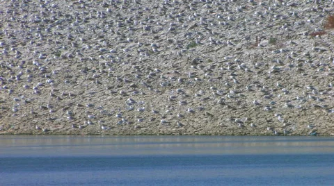 HD Birds on stone beach  Stock-Footage 598043