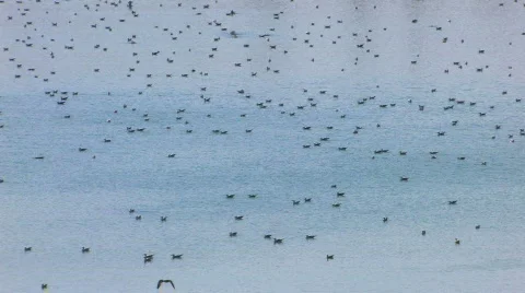 HD Birds on water surface  Stock Footage 598014