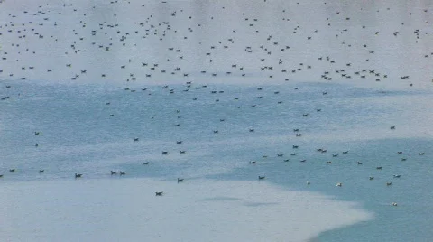 HD Birds on water surface  Stock Footage 598025