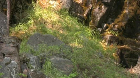 HD Black Bear Cubs Video stock 308945