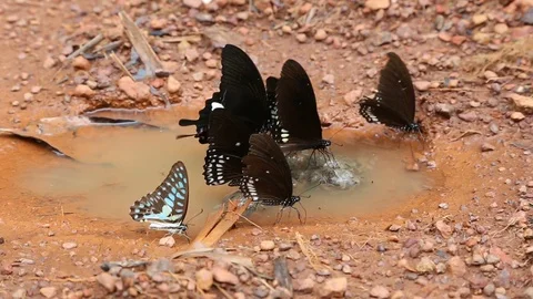 HD Black butterfly 2 Stock Footage 90388325