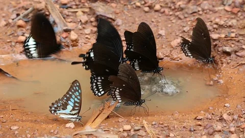 HD Black butterfly 3 Stock Footage 90362018