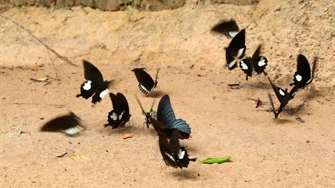 HD Black butterfly 4 Stock Footage 90362051