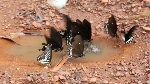 HD Black butterfly 6 Stock Footage 90362347