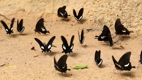 HD Black butterfly 7 Stock Footage 90388688