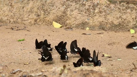 HD black butterfly Stock Footage 90386994