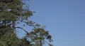 HD blackahwk appears from behind trees w sound 2 HD Footage