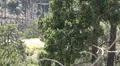 HD blackhawk takes off from behind trees on mountain w sound HD Footage