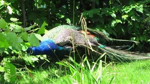 HD: Blue Peacock Stock Footage 7906148