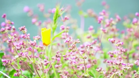 HD Blurred Flower background for spring event. Purple, blue, orange colors 스톡 동영상 104053799