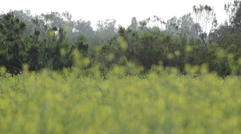 HD Blurry field in foreground tree line Stock Footage 45590359
