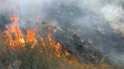 HD Burning grass, closeup Stock-Footage 596878