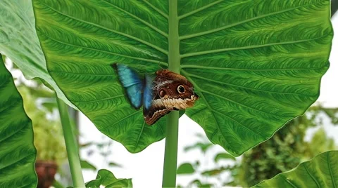 HD - Butterfly attacks Stock Footage 52462542