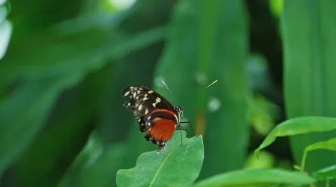 HD - Butterfly. Close-up Видео 52462547