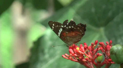 HD butterfly, Ecuador 5 Stock Footage 39673252