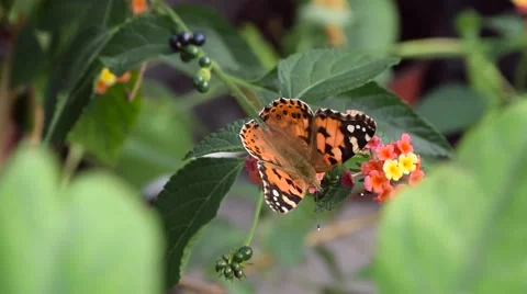 HD of Butterfly on flower Stock Footage 67640623