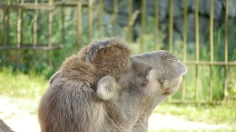 HD - Camel. close-up Video stock 11910132