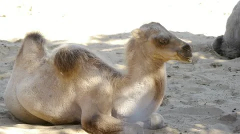 HD - Camel. colt Video stock 11910121
