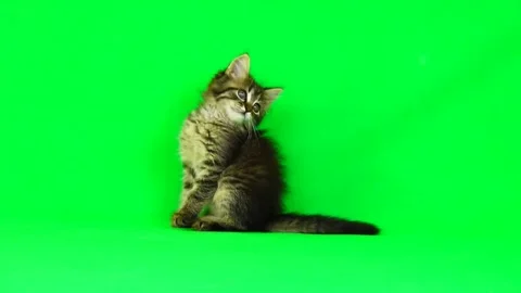 HD cat on green screen isolated with chroma key, real shot. Close-up portrait of Stock-Footage 265149184