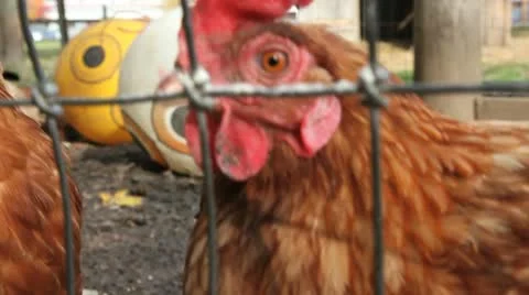 HD Chicken Stock Footage 10596987