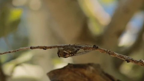 HD Cicada on a Tree Branch Stock Footage 103523526